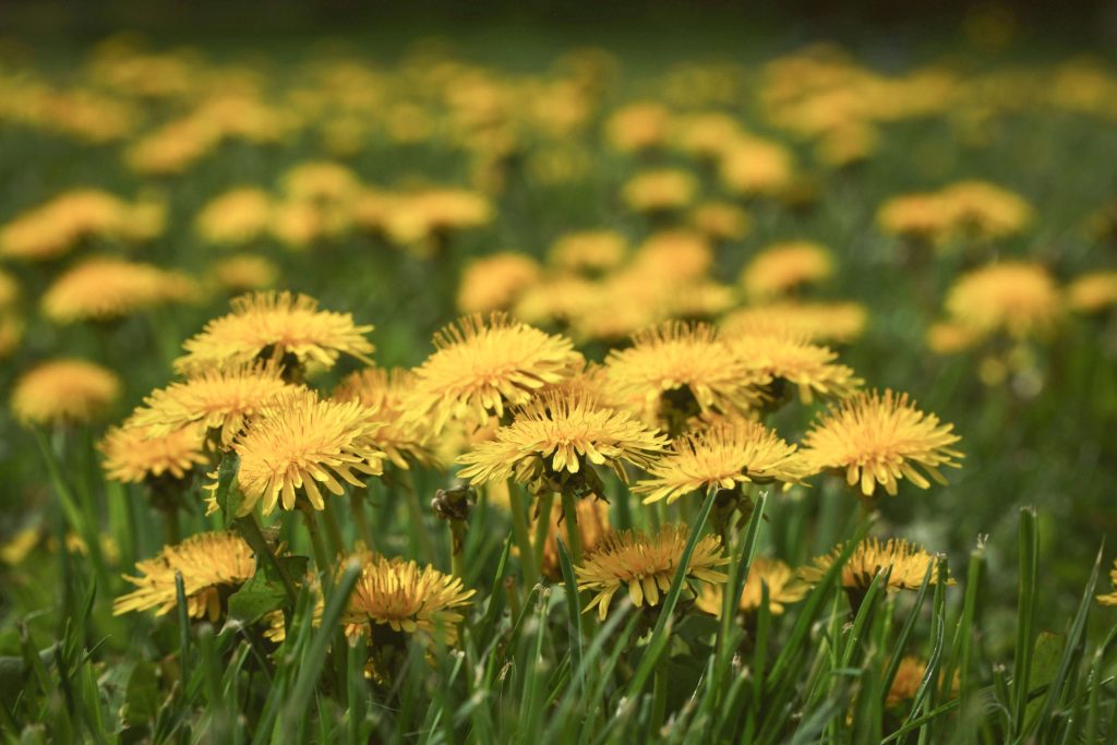 dandelion-tea-from-adelaide-naturopath-back-to-the-paddock-1-scaled.jpg